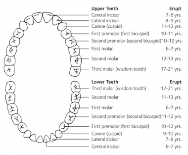 Permanent Tooth Growing Over Baby Tooth – What Do I Do?