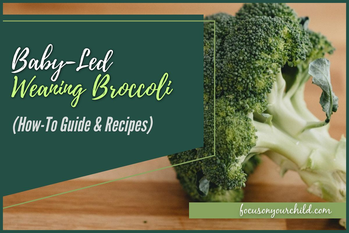 broccoli-for-baby-led-weaning-simple-a-z-guide