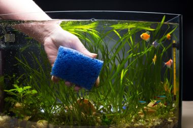 hand cleaning fish tank